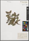 Foto von Salix phylicifolia L.